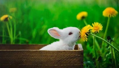 西蒙尼达成500战里程碑 马竞小胜后向争冠进发